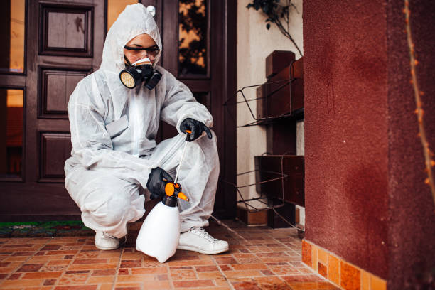 Attic and Crawl Space Rodent Treatment in Abbotsford